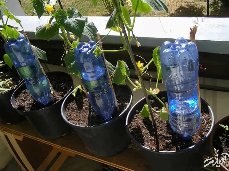 اینفوگرافیک | ۴ روش خلاقانه برای آبیاری گیاهان آپارتمانی در طول مسافرت